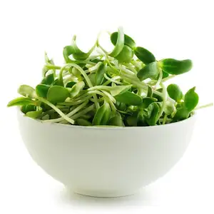 Organic Sunflower Sprouts - City Of Sprouts