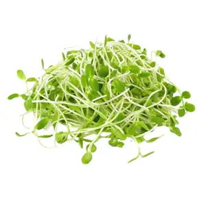 Sunflower Sprouts - City Of Sprouts