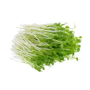 Organic Green Pea Sprouts - City Of Sprouts