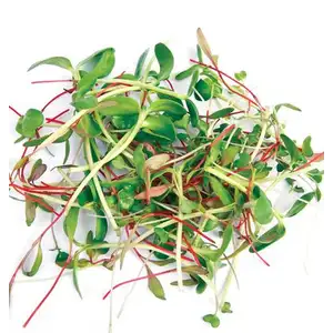 Organic Mixed Sprout - City Of Sprouts