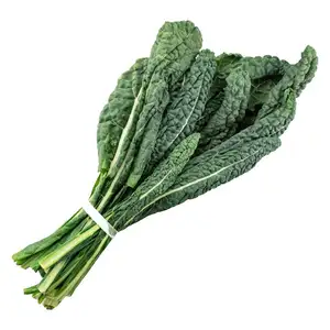 Lacinato Kale - City Of Sprouts