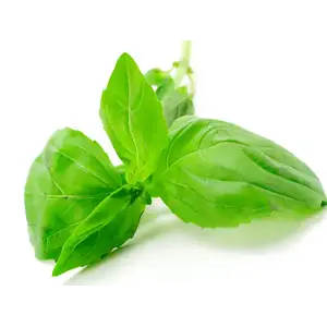 French Basil - Rithy 1 Supply