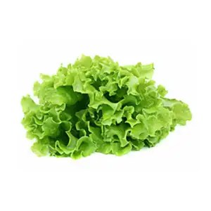 Khmer Lettuce - Khmer Organic - Khmer Organic
