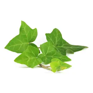 Ivy Leafs - Khmer Organic