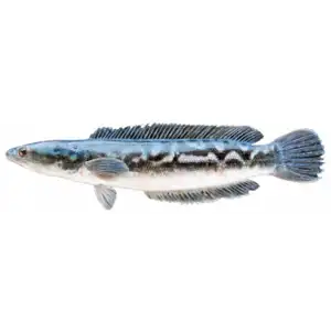 Snakehead Fish (Dieb Fish) - Rithy 1 Supply