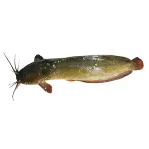 Orn Deang Fish - Rithy 1 Supply