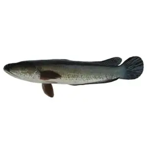 Ptouk Fish - Rithy 1 Supply