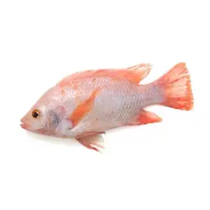 Red Tilapia - Rithy 1 Supply