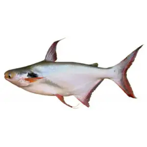 Po Fish - Rithy 1 Supply